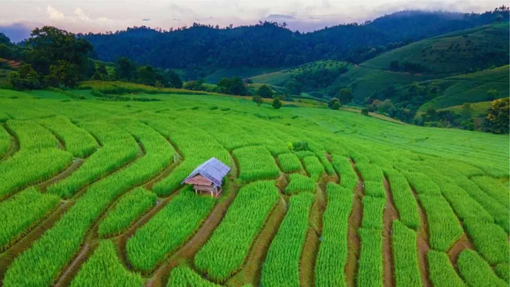 Pa Pong Piang rice terraces near Chiang Mai, north of Thailand